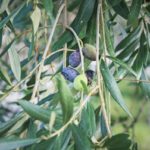 Zbiory oliwek w Ligurii, Włochy