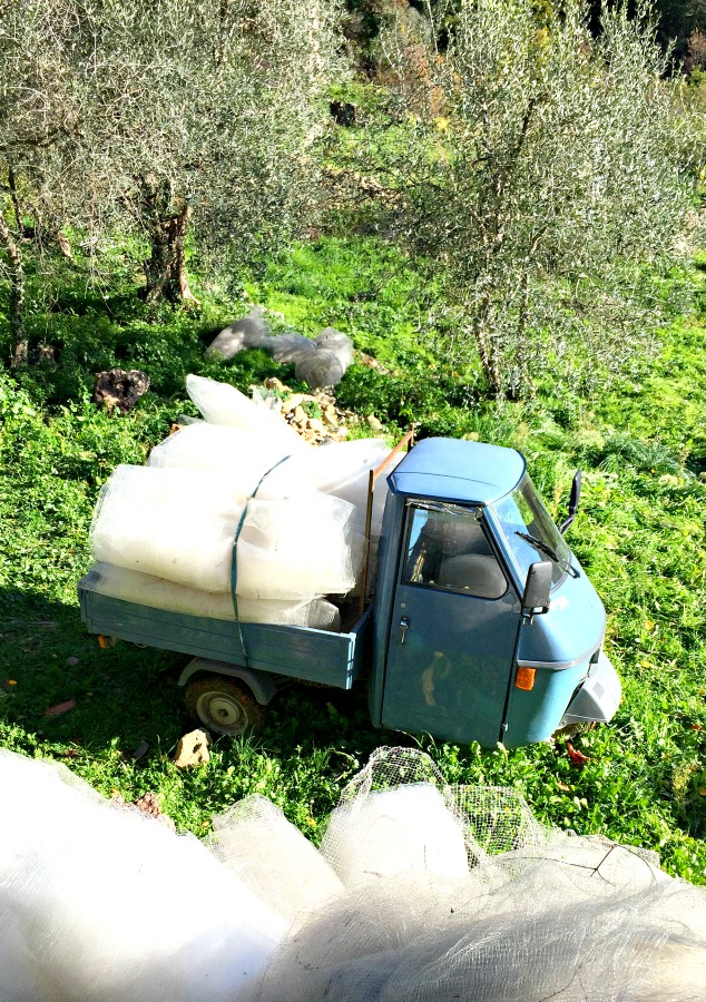 Zbiory oliwek we Włoszech