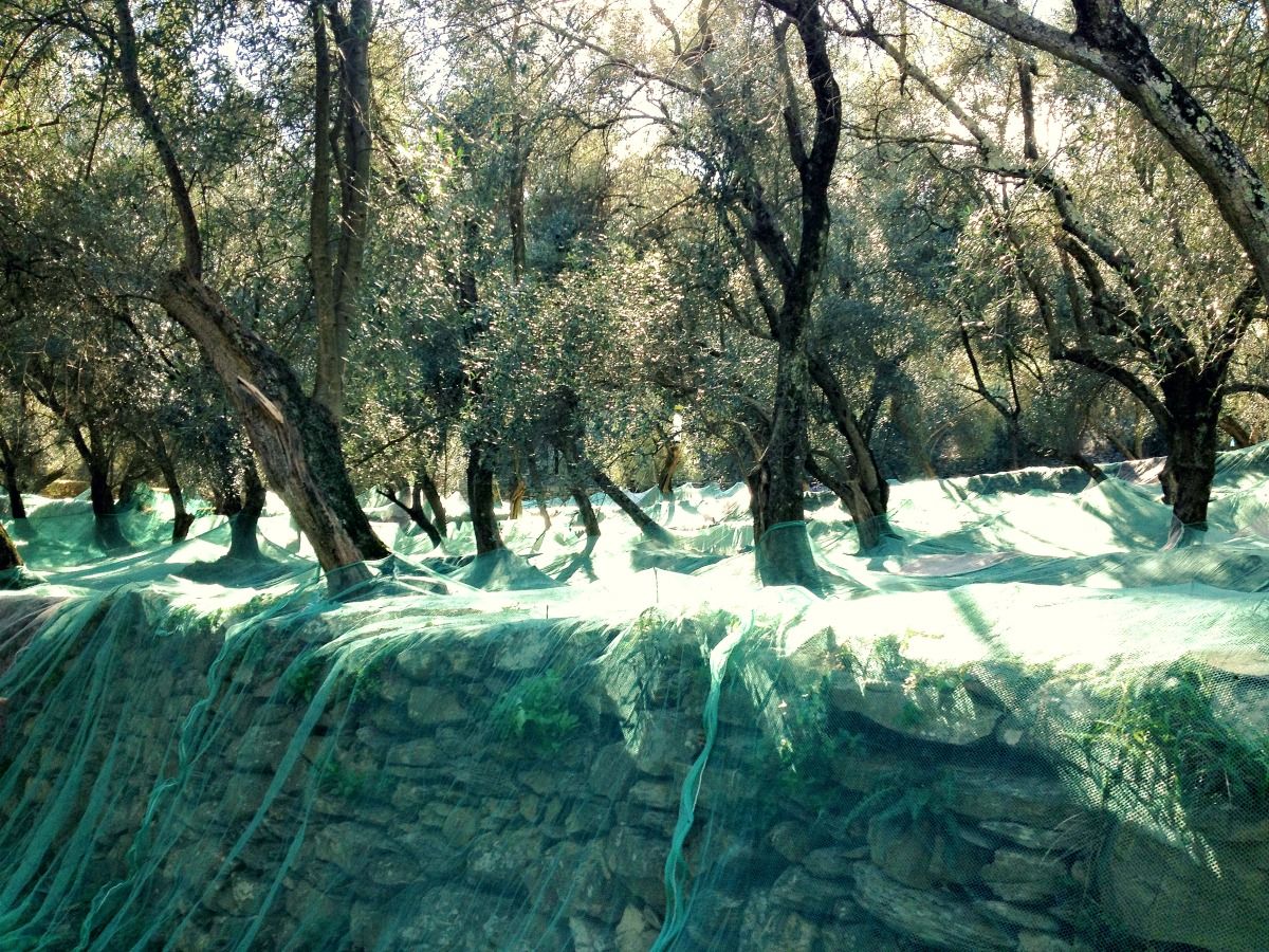 Zbiory oliwek we Włoszech