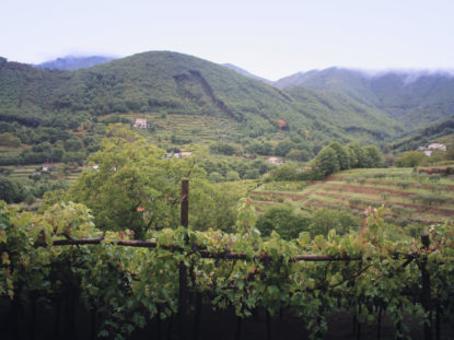 500 letnia winorośl. Winnica w Tramonti, Kampania
