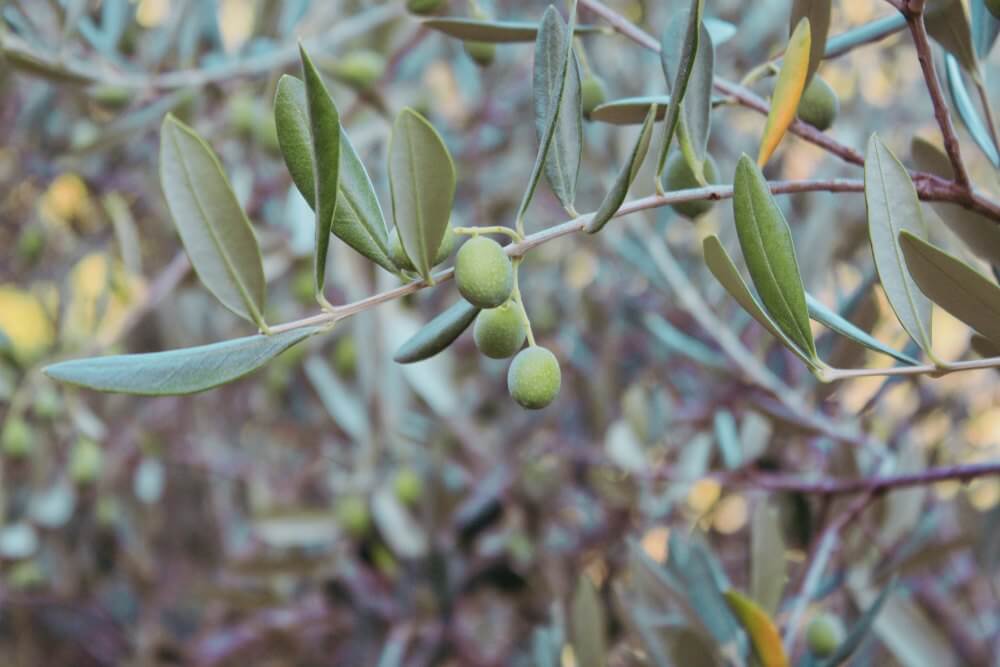 Gaj oliwny w Prelà Castello, Liguria
