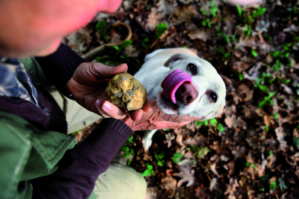 Piemont. Tartufo czyli trufla i zadowolony znalazca, specjalnie do tego szkolony pies, zdjęcie