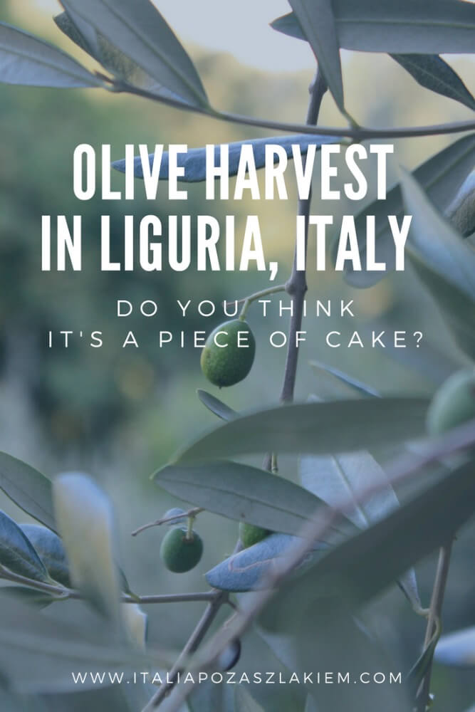 Olive harvest in Liguria. Do you think it's a piece of cake?