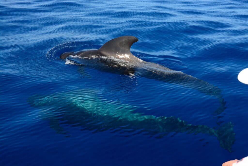 Apulia na morzu. Obserwacja wielorybów i delfinów w Morzu Jońskim