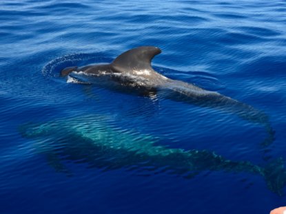 Apulia na morzu. Obserwacja wielorybów i delfinów w Morzu Jońskim