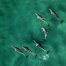 Alghero, Sardynia, obserwacja delfinów w Morzu Tyrreńskim