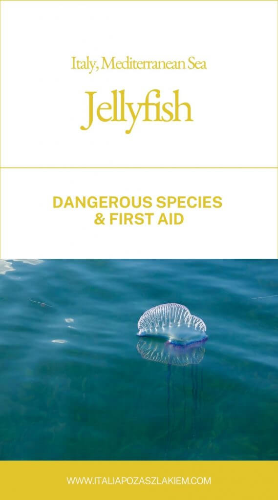Jellyfish - dangerous species and first aid Mediterranean Sea, Italy. 