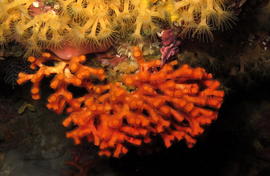 Mszywioły Miriapora truncata nazywane fałwywym koralem