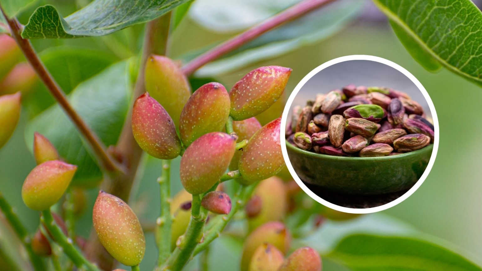 Pistacje z Bronte – zielone złoto Sycylii