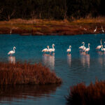 Flamingi w lagunie S'Ena Arrubia na Sardynii