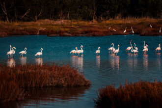 Flamingi w lagunie S'Ena Arrubia na Sardynii