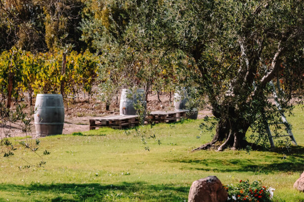 Cantina Quartomoro di Sardegna