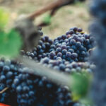 Opowieść o Piemoncie, Barolo i włoskiej sztuce życia